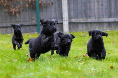 anjing pemandu mencatat sampah 16 anak anjing