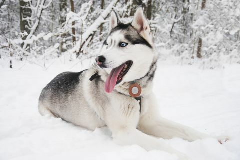 close up siberian husky, bersantai di lapangan bersalju