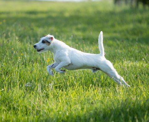 parson russell terrier