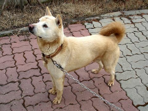 anjing jindo