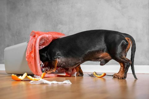 dachshund hitam dan cokelat mengaduk-aduk di tempat sampah rumah, menyebarkan limbah dan sisa makanan ke tempat di dalam ruangan