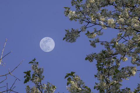 Bradford Pear Dengan Bulan Purnama