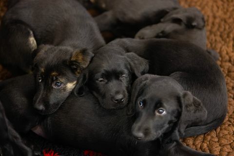 anjing pemandu mencatat sampah 16 anak anjing