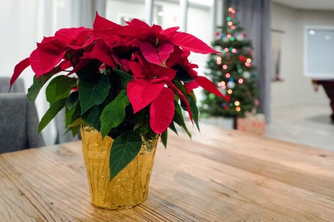 poinsettia pada hari Natal