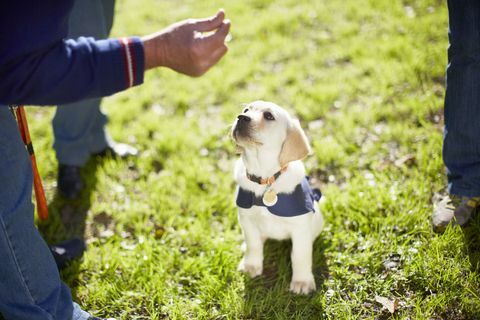 Golden retriever puppy dalam pelatihan anjing pemandu