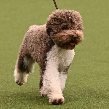 pemenang pertunjukan terbaik, lagotto romagnolo, orca selama acara pertunjukan terbaik pada hari terakhir pertunjukan anjing crufts di pusat pameran nasional di birmingham, inggris tengah, pada 12 maret 2023 foto oleh oli scarff afp foto oleh oli scarffafp via getty gambar-gambar