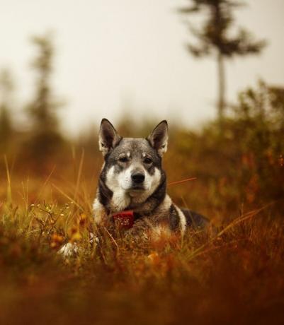 elkhound norwegia