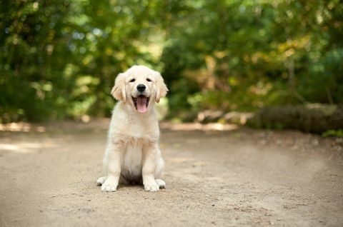 anak anjing labrador