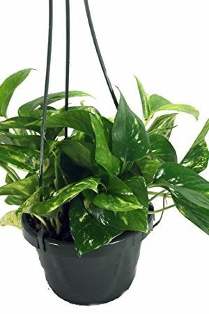 Pothos di Pot Gantung