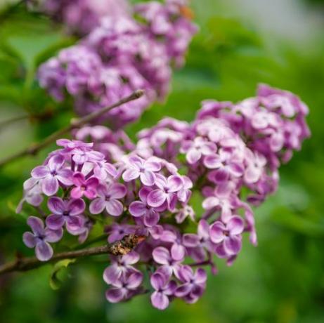 bunga musim semi – ungu