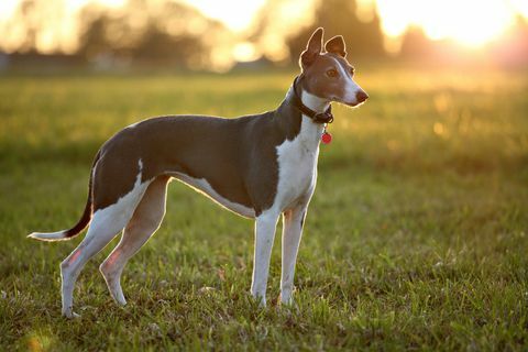 Greyhound di lapangan