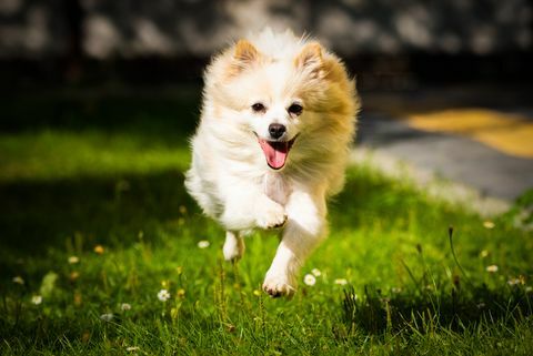 anjing pomeranian putih berlari di lapangan