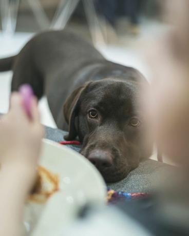 anjing mengincar makanan anak-anak