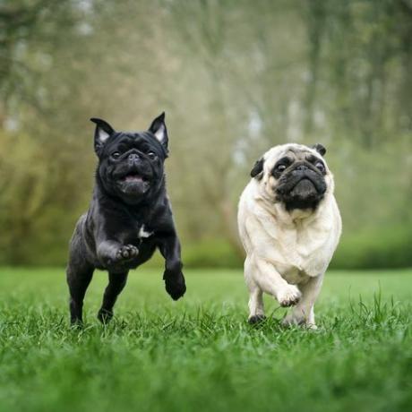 dua anjing pesek sedang berlari di atas rumput foto luar ruangan