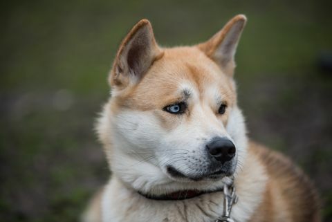 Tampilan Close-up Akita Jepang Menjilati Hidung