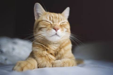 selamat tidur kucing jahe