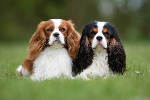 Dua anjing Cavalier King Charles Spaniel di alam terbuka