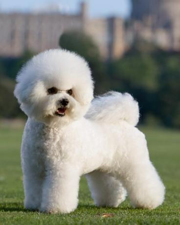 dekorasi bichon