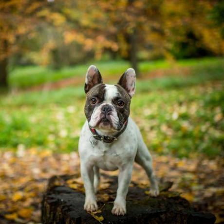 bulldog Prancis berdiri di tengah hutan dengan dedaunan di tanah