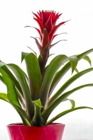 closeup bromeliad