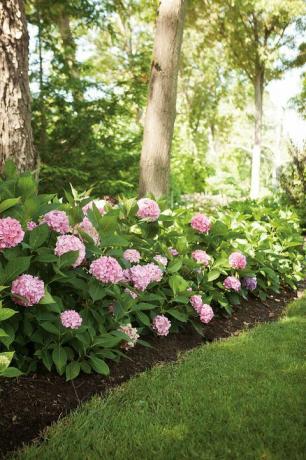 Ayo Berdansa Hedge Hydrangea Besar Mudah