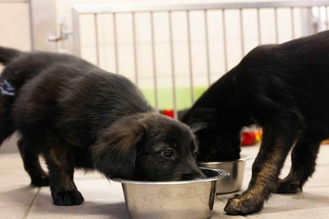 anjing pemandu mencatat sampah 16 anak anjing