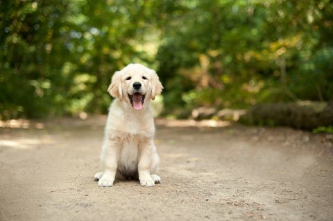 Anak Anjing Labrador Duduk Di Jalur Woodland