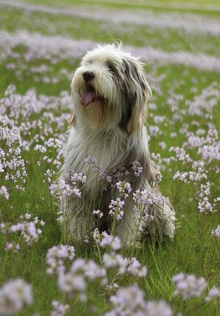 collie berjanggut