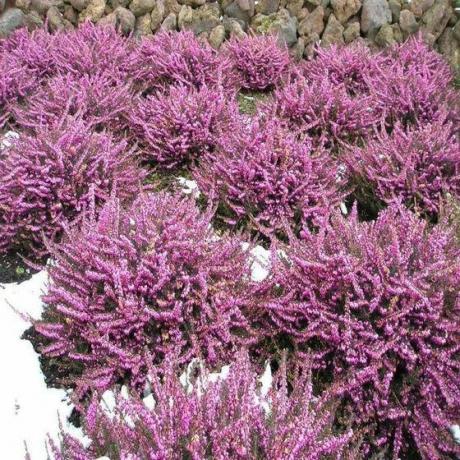 Heather Merah Muda Mediterania