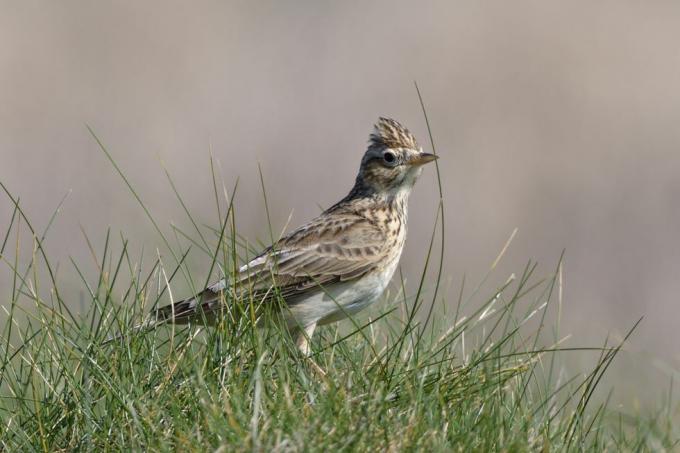 skylark alauda arvensis mencari makan di padang rumput pesisir, kepala trevose, cornwall