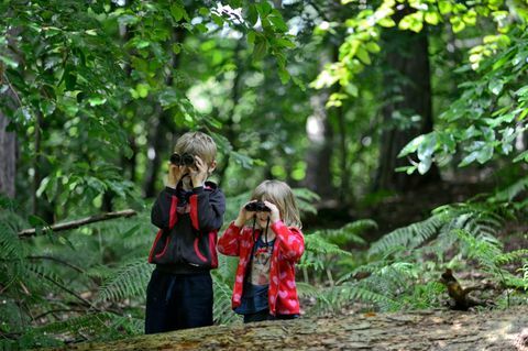 Kakak dan adik, mengamati burung di hutan di musim panas, Norfolk