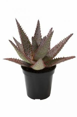 Aloe Vera ‘AJR, 'Panci 3,5 inci