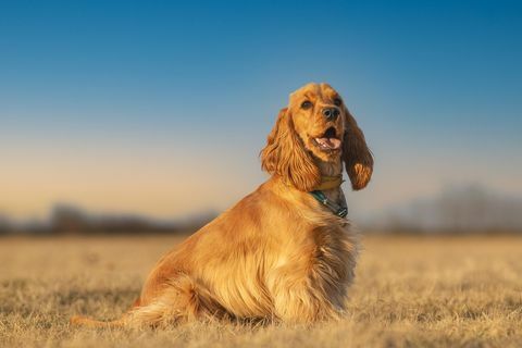 potret cocker spaniel duduk di lapangan melawan langit