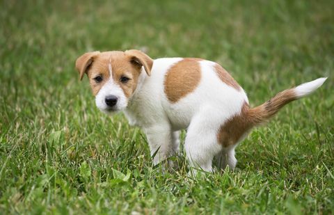 anak anjing melakukan toiletnya