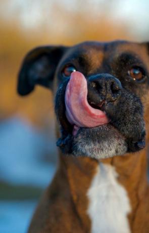 Anjing boxer menjilati bibir dengan lidah merah muda besar