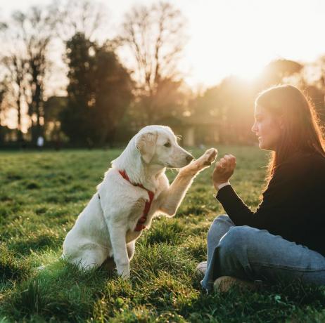 mudah untuk melatih ras anjing