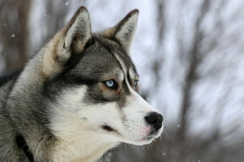 Husky memalingkan muka, Quebec, Kanada