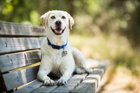 Anjing jenis terbaik untuk pelari