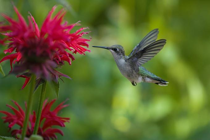 petunjuk resep makanan burung kolibri