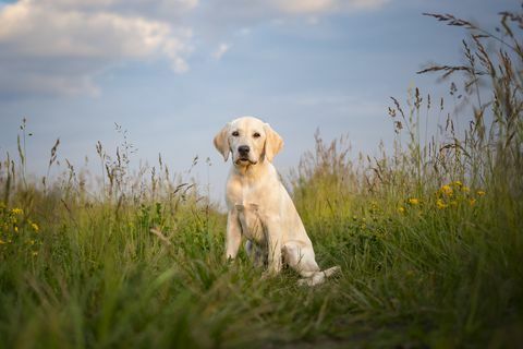 potret labrador retriever di lapangan melawan langit, polandia