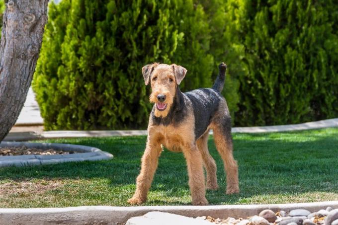 airedale terrier