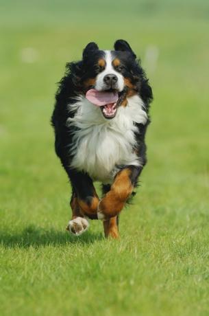 anjing gunung bernese