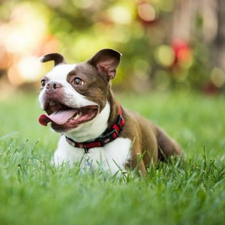 anjing terrier boston