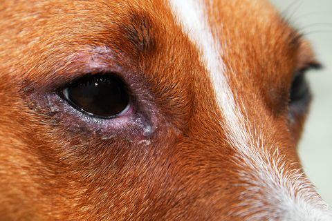 anjing dengan 'konjungtivitis'