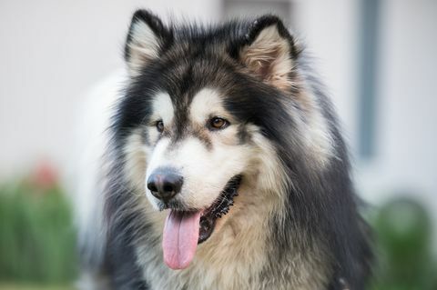 anjing malamute Alaska di distrik khao kho, thailand