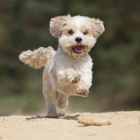 campuran shih tzumaltese sangat senang dengan berlari di pasir kuning3 kaki di atas anjing yang tersenyum