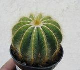Kaktus Balon