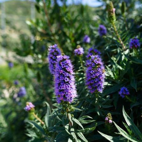 Candicans Echium, kebanggaan Madeira, bunga ungu