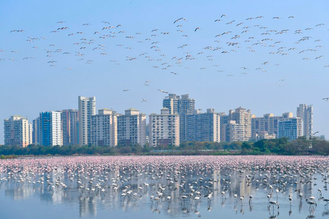 flamingo di mumbai