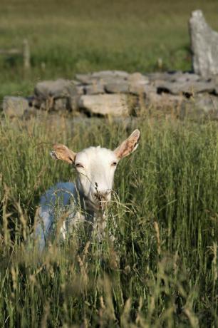 seekor kambing di peternakan beekman 1802 di sharon springs, new york
